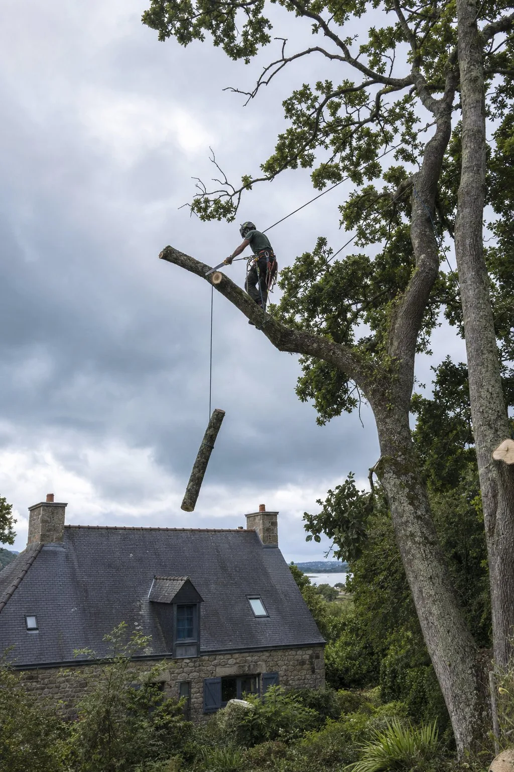 Taille d'une branche de chêne à la scie, tronçon retenu par une corde.
