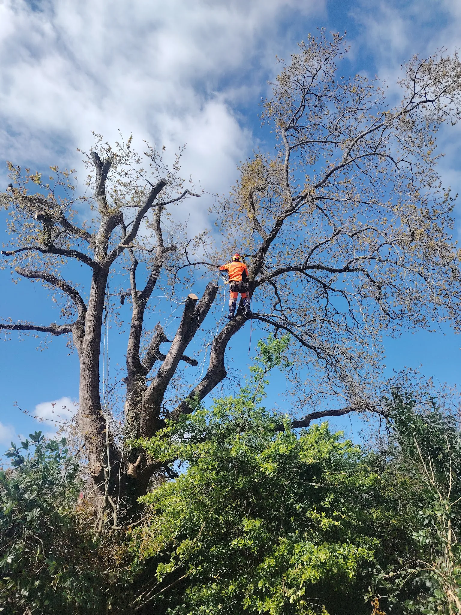 Grimpeur en tête d'arbre, coupes en cours sur un grand feuillu.