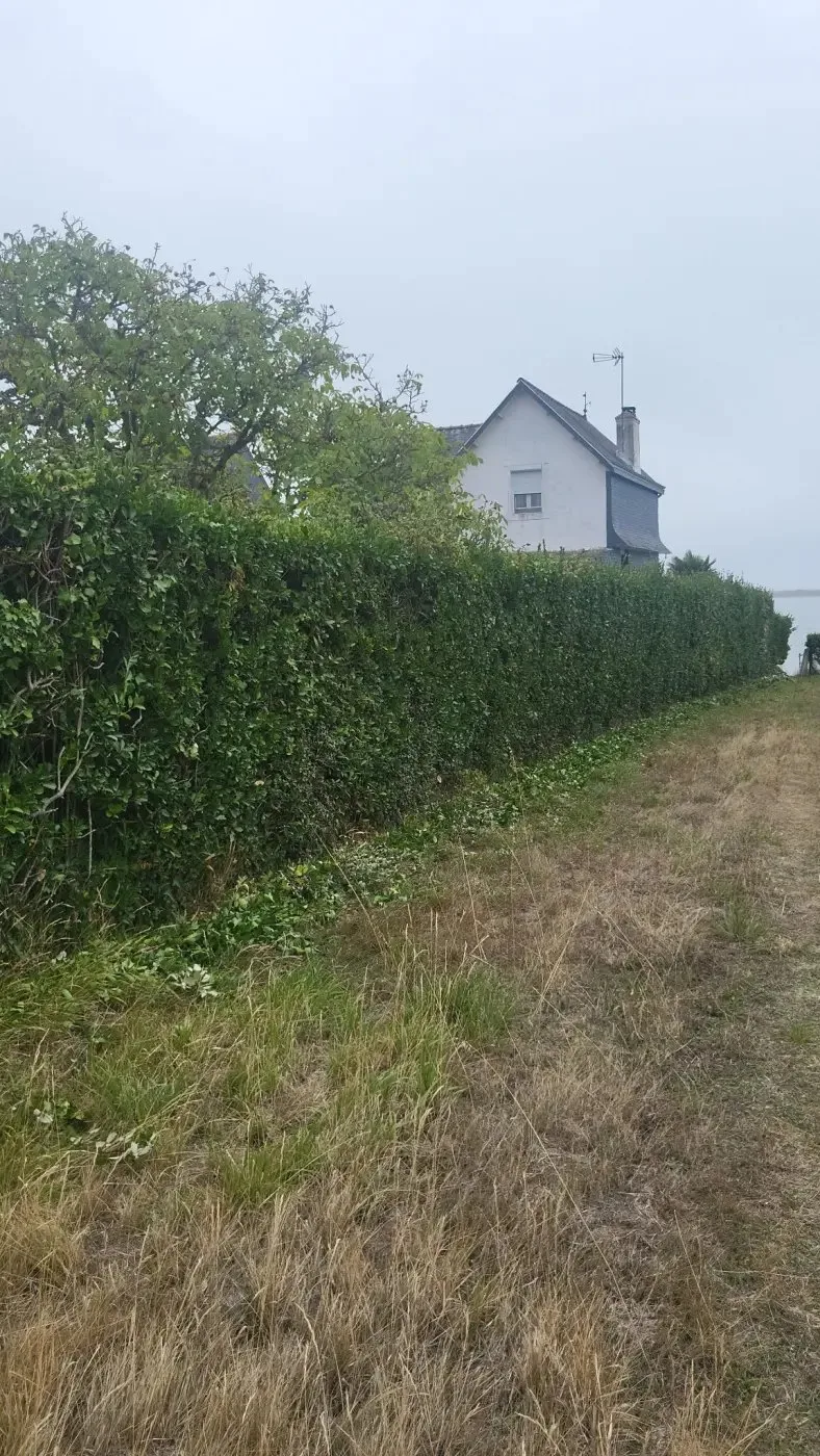 Haie taillée net le long d'un jardin.