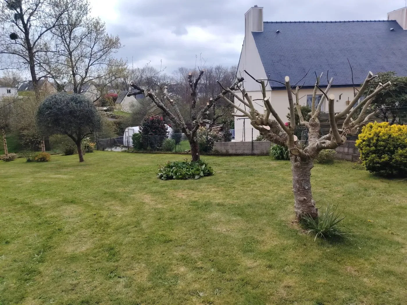 Jardin après passage, pelouse tondue et arbres fruitiers taillés.