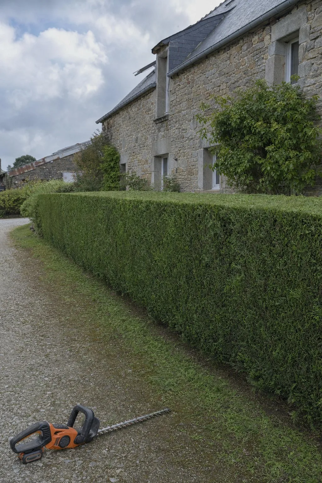 Longue haie de thuyas fraîchement taillée devant une maison en pierre.